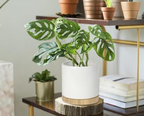 Ceramiczna donica w kształcie cylindra - biała z drewnianą podstawą - duża - kolekcja BARCELONA